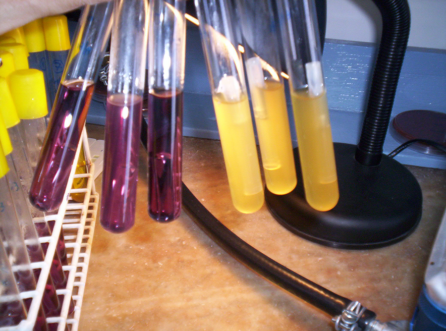 LABORATORIO LLAMAS